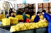 Năm 2010, xuất khẩu cao su Việt Nam sẽ đạt 2 tỷ USD